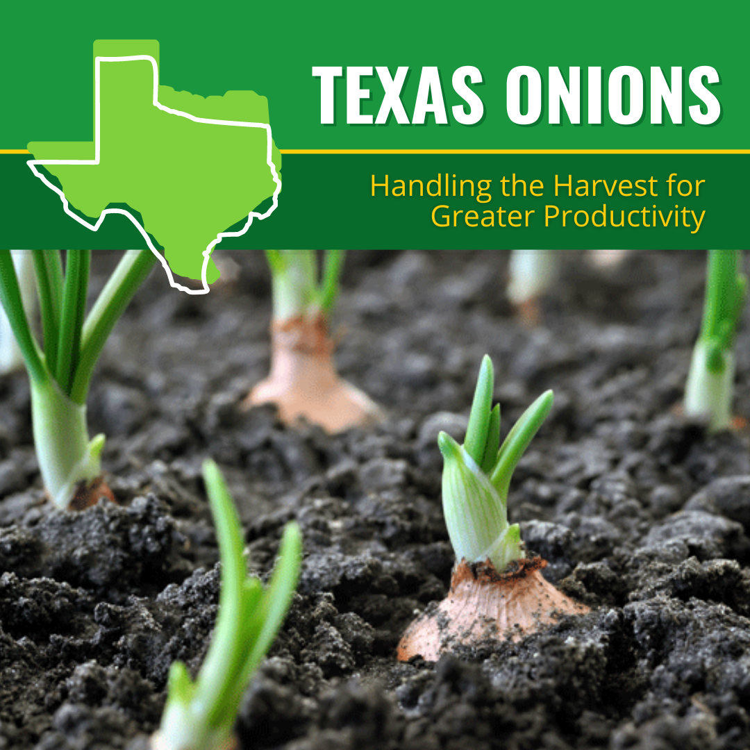 Texas Onions: Handling the Harvest for Greater Productivity