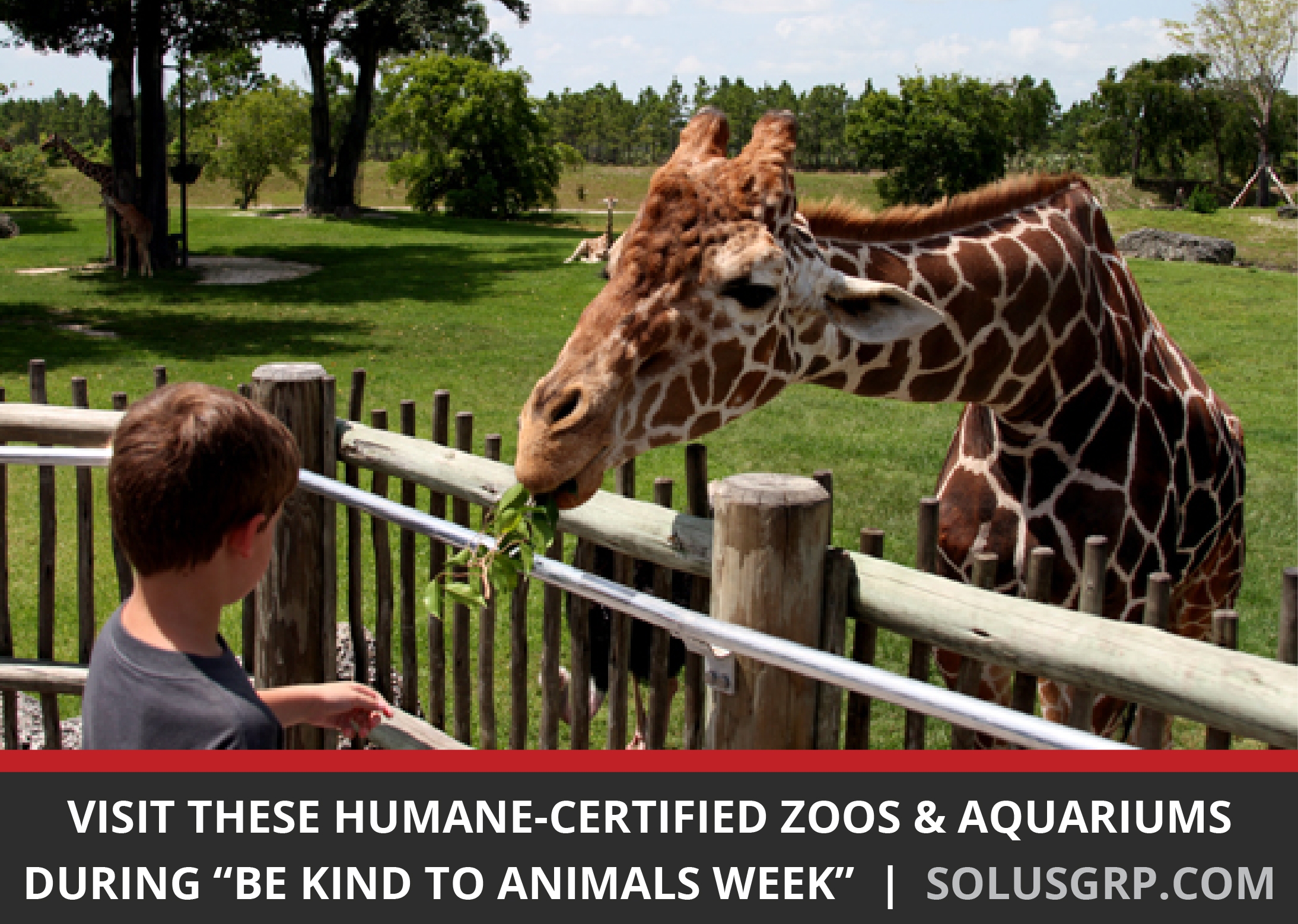 Giraffe at a Humane-Certified Zoo